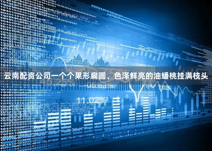 云南配资公司一个个果形扁圆、色泽鲜亮的油蟠桃挂满枝头