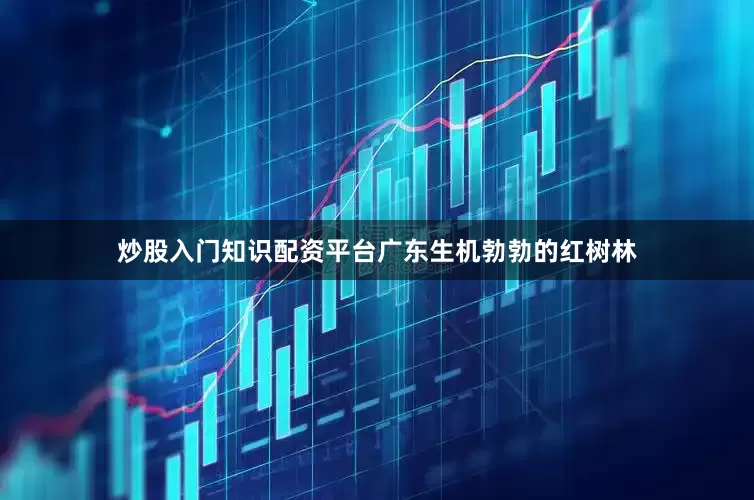 炒股入门知识配资平台　　广东生机勃勃的红树林